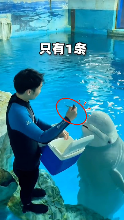 Beluga Ini Kena Prank Ikan Satu Ekor! 😭🐋