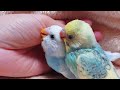 飼い主の手が大好きになりました/セキセイインコの雛/生後25日目