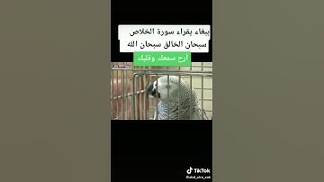 سبحان الله ببغاء يقرأ سورة الاخلاص بكل وضوح