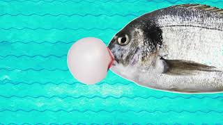 Bubble Gum Fish | Collage Animation Loop