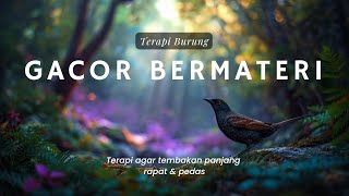 Terapi burung Gacor masteran tembakan tajam murai konin kacer cucak ijo