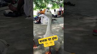 बत्तक या हंस duck viral shorts birds