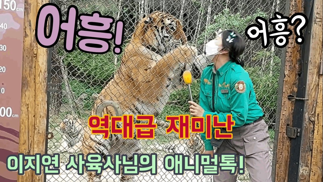 [에버랜드 호랑이] 구독자님께서 보내주신 선물 같은 이지연 사육사님의 역대급 애니멀톡!!(4월 28일) S.Korea Everland Tiger Valley!