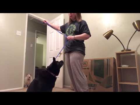 Emergency Muzzle