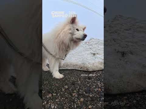 No Motivation Today #ちょめ散歩 2026.03.04 / #chomesampo