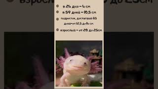 Как понять, что аксолотль уже вырос? #аксолотль #axolotl