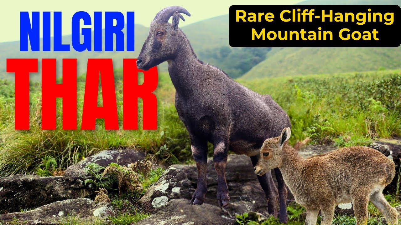 Нилгирийский тар: редкий горный козел, обитающий на скалах Западных Гат
