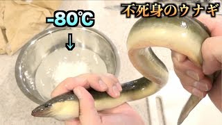 凍っても不死身！！ −80℃の液体に生きたうなぎを入れた結果。。。