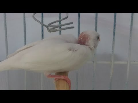 Video: ¿Por qué los pinzones pierden sus plumas?