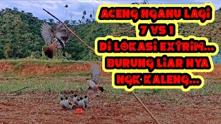 ACENGPIKATCENGKRAM# 7 vs 1 KALI INI MENTAL DAN KUALITAS PIKAT BENAR2 DI PERTARUKAN !!!