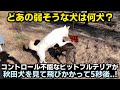 コントロール不能なピットブルテリアが秋田犬を見て飛びかかって5秒後..!