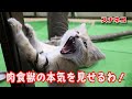 スナネコの赤ちゃん アミーラが狩り!?早くも本能が覚醒したか??