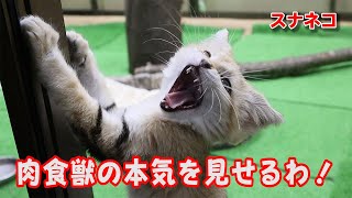 スナネコの赤ちゃん　アミーラが狩り！？早くも本能が覚醒したか？？