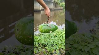 Unbelievable Fishing Bait Video, with big gourd#bait_fishing#video#shorts