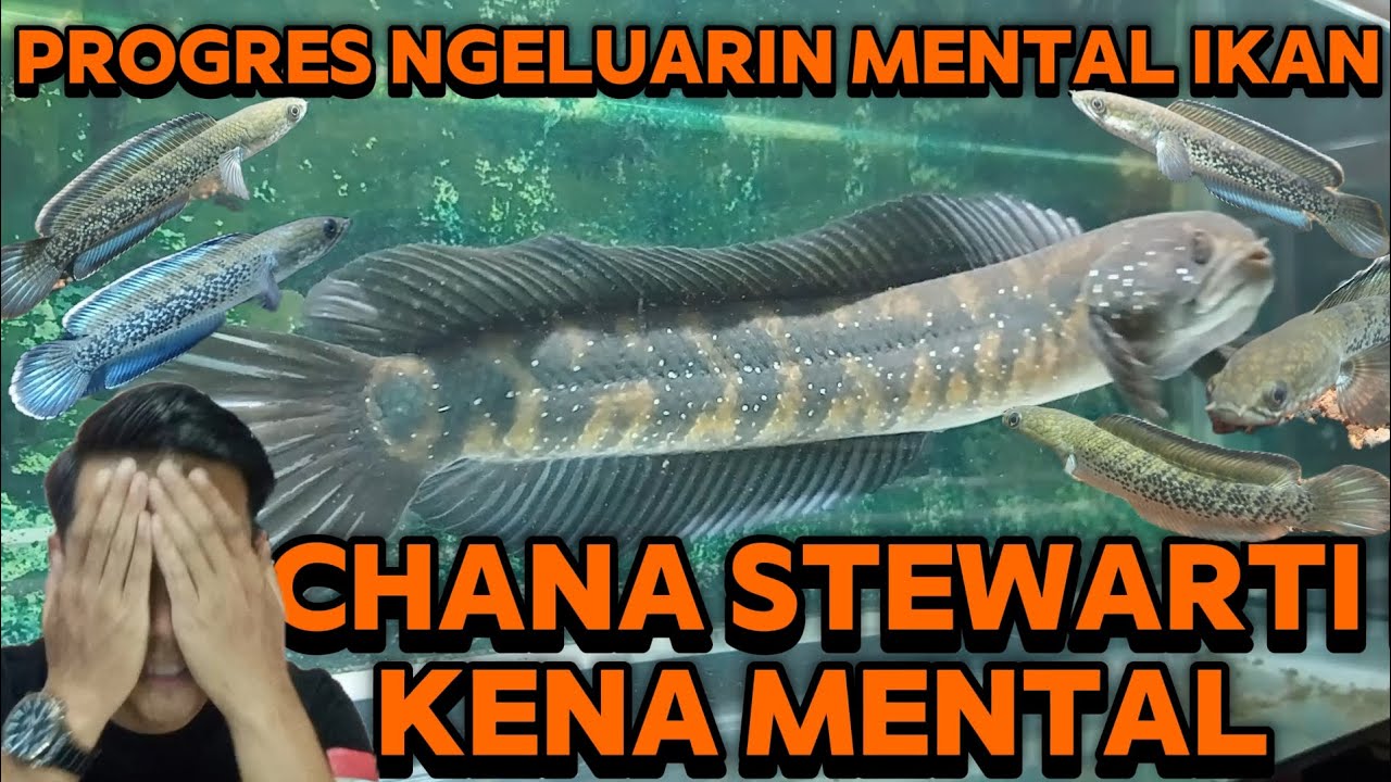 CHANA ASIATICA VS CHANA BABY STEWARTI ❗ 10 IKAN GUA LANGSUNG FLERING,OMG😱