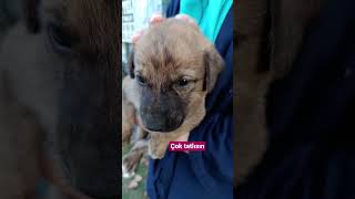 Çok Tatlısın Şekersin