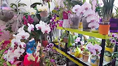 Elen S Adenium pluS
