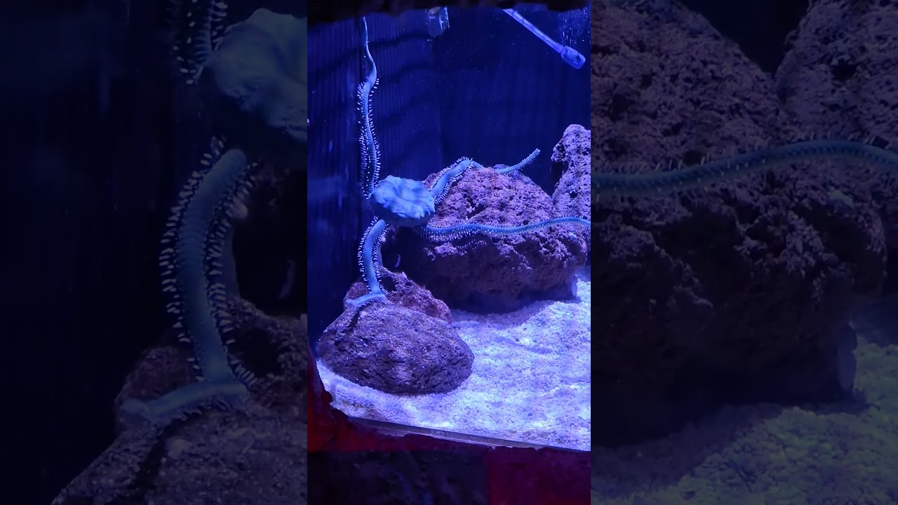 Green Brittle Star 🌟 💚 😲 