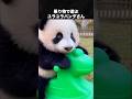 乗り物で遊ぶ可愛すぎるパンダ #パンダ #動物 #レッサーパンダ