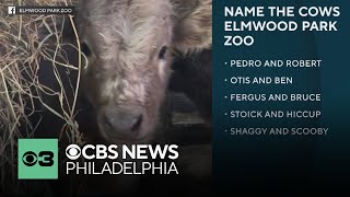 Help name 2 miniature highland cows at Elmwood Park Zoo in Pennsylvania