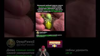 КРОШЕЧНЫЙ СВЕРЧОК ПОСТРОИЛ ДОМ НА РУКЕ