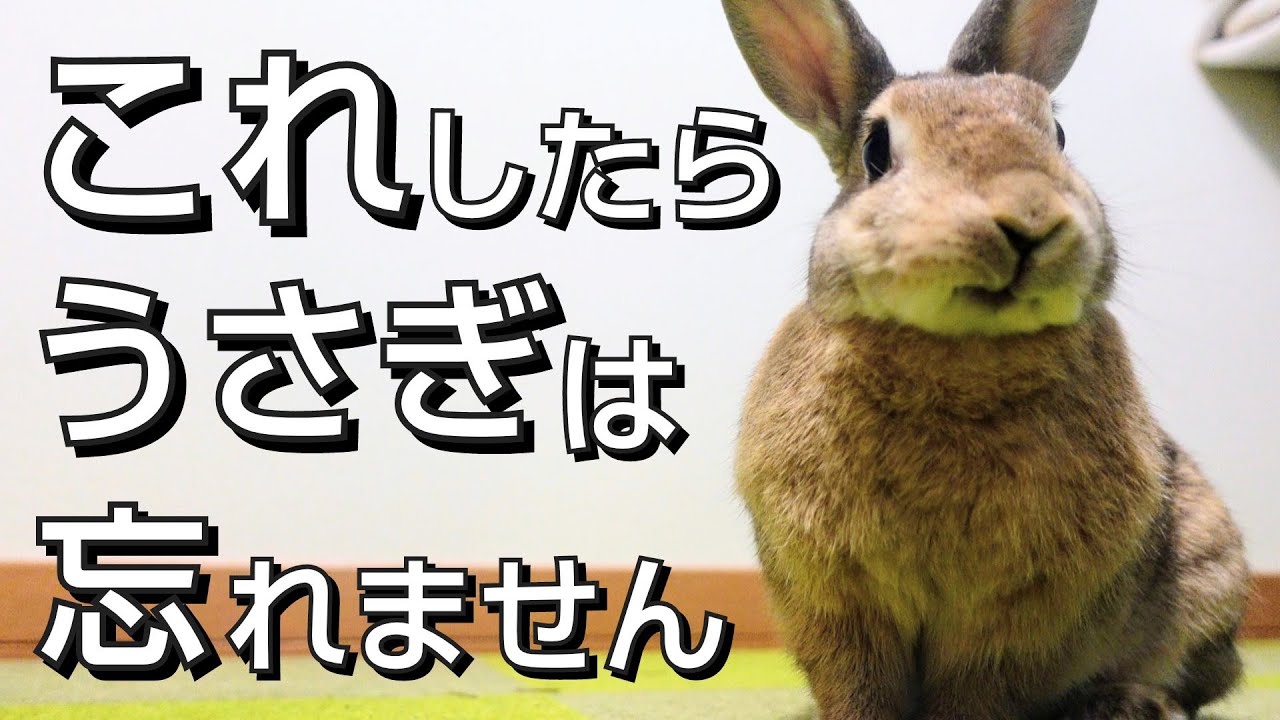 【これをするとうさぎはあなたを一生忘れない】うさぎの記憶に残り続けるための秘訣８選！