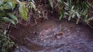 Download Lagu MANCING DI RAWA KUNTILANAK SA'AT MAGRIB TIBA• LEMBAT PURBA RATUSAN TAHUN PADA MUNCUL KEPERMUKAAN MP3 Download Lagu MANCING DI RAWA KUNTILANAK SA'AT MAGRIB TIBA• LEMBAT PURBA RATUSAN TAHUN PADA MUNCUL KEPERMUKAAN MP3