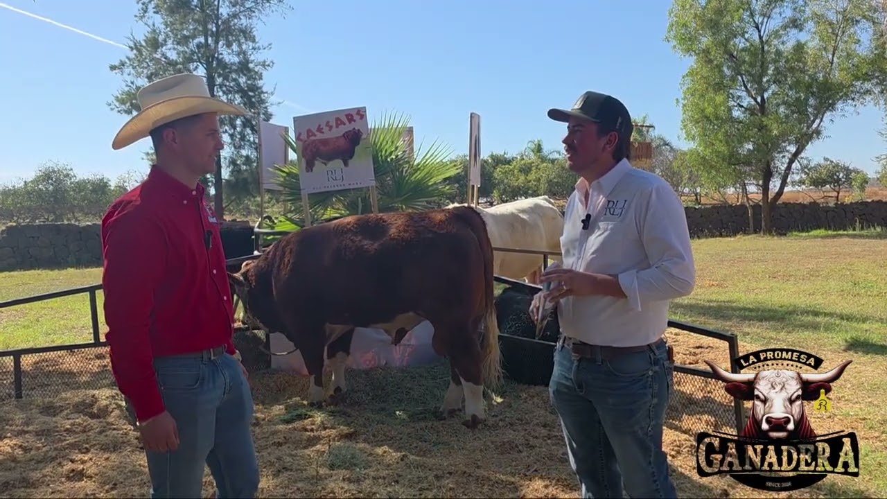 ANGUS CHAROLAIS SIMMENTAL de Rancho La Joya 