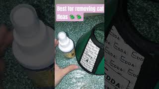 Best spray for removing cat fleas (Frontliner) #cat #fleas #disease #viral #videos #catsofyoutube