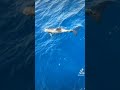 Dolphin 🐬