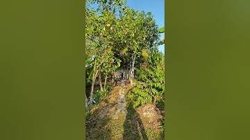 Khách chiều! xem nhà vườn nghĩ dưỡng gần 1000m2 ô tô 4 chỗ tới đất. cách Cầu Cái Răng 7km.0931033434