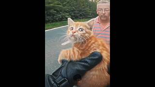 Un motociclista salvó a un gatito asustado ❤️ #shortsvideo