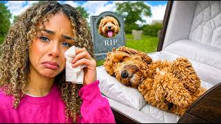 I Can’t Believe THIS happened to Our DOG...💔
