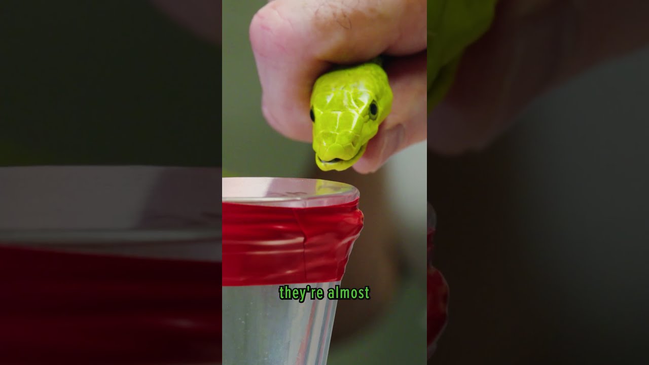 Green Mamba Venom Milking 