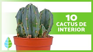 10 CACTUS para INTERIORES de CASA 🌵 (Nombres y Cuidados)