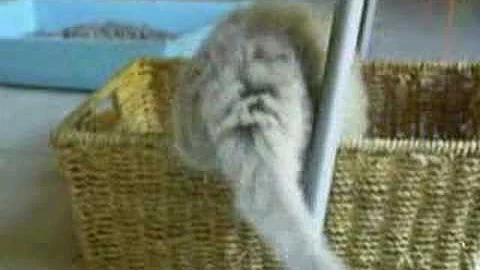 Watch the video about Munchkin Cat, Misty week 7