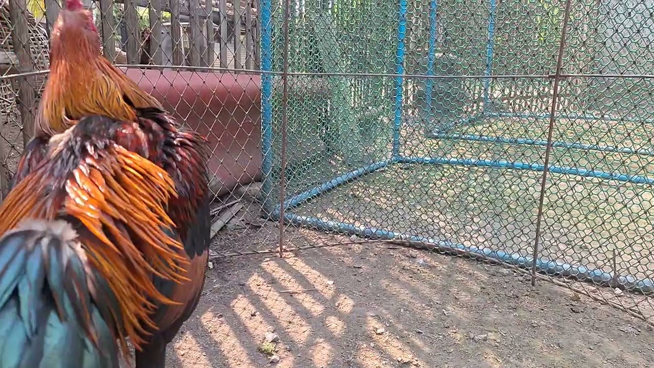 ไก่หนุ่มพม่าแข้งหน้า