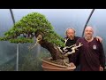 Graham potter  kevin willsons first bonsai creation collaboration