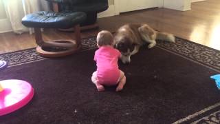 Precious Moments Are Captured Between Baby And Husky