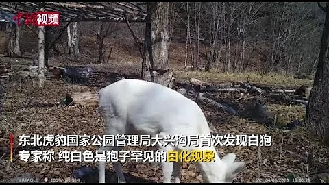 罕见白狍现身东北虎豹国家公园 - 天天要闻