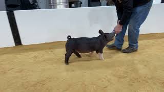 61-1 x boar