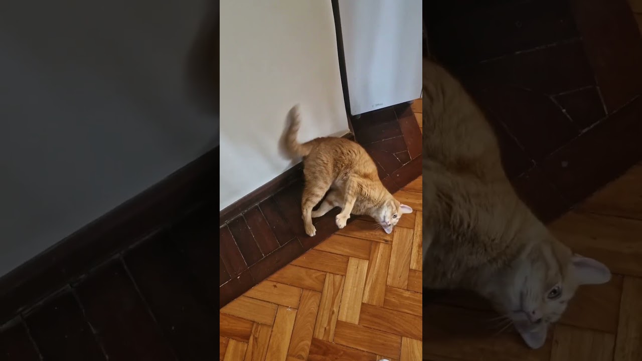 ORANGE CAT #cat #funnycats #brazil #react #automobile #memes #brazil #funny #smartphone