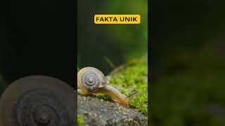 fakta unik Siput Payung #unikfakta #faktaunik #siput