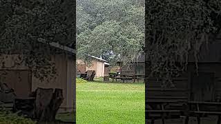 I Visited Oldest Existing Country Store (Est. 1927) today in Leon Co. Florida August 13, 2022