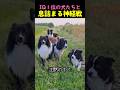 IQ1位の犬、ボーダーコリーと息詰まる神経戦