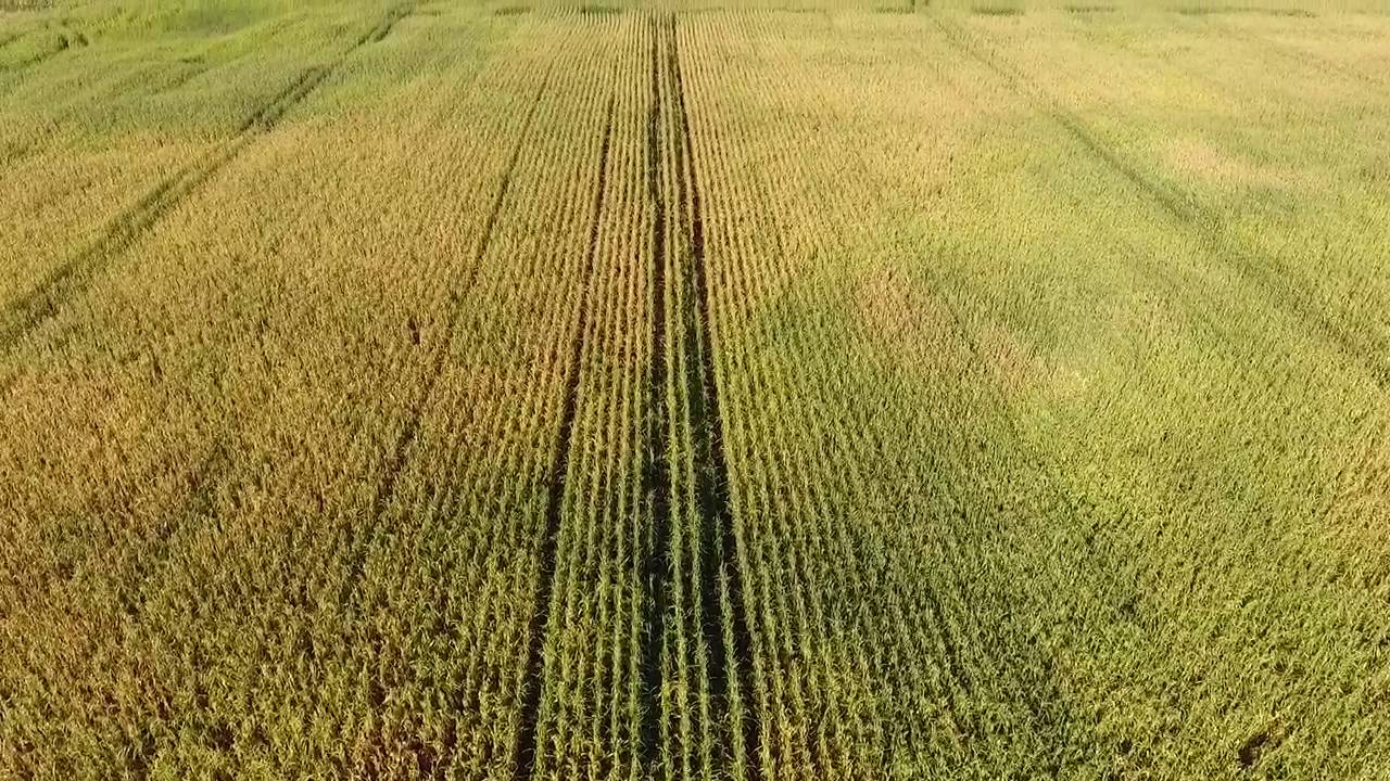 Pioneer Corn 2016 YouTube pioneer-corn-2016-youtube