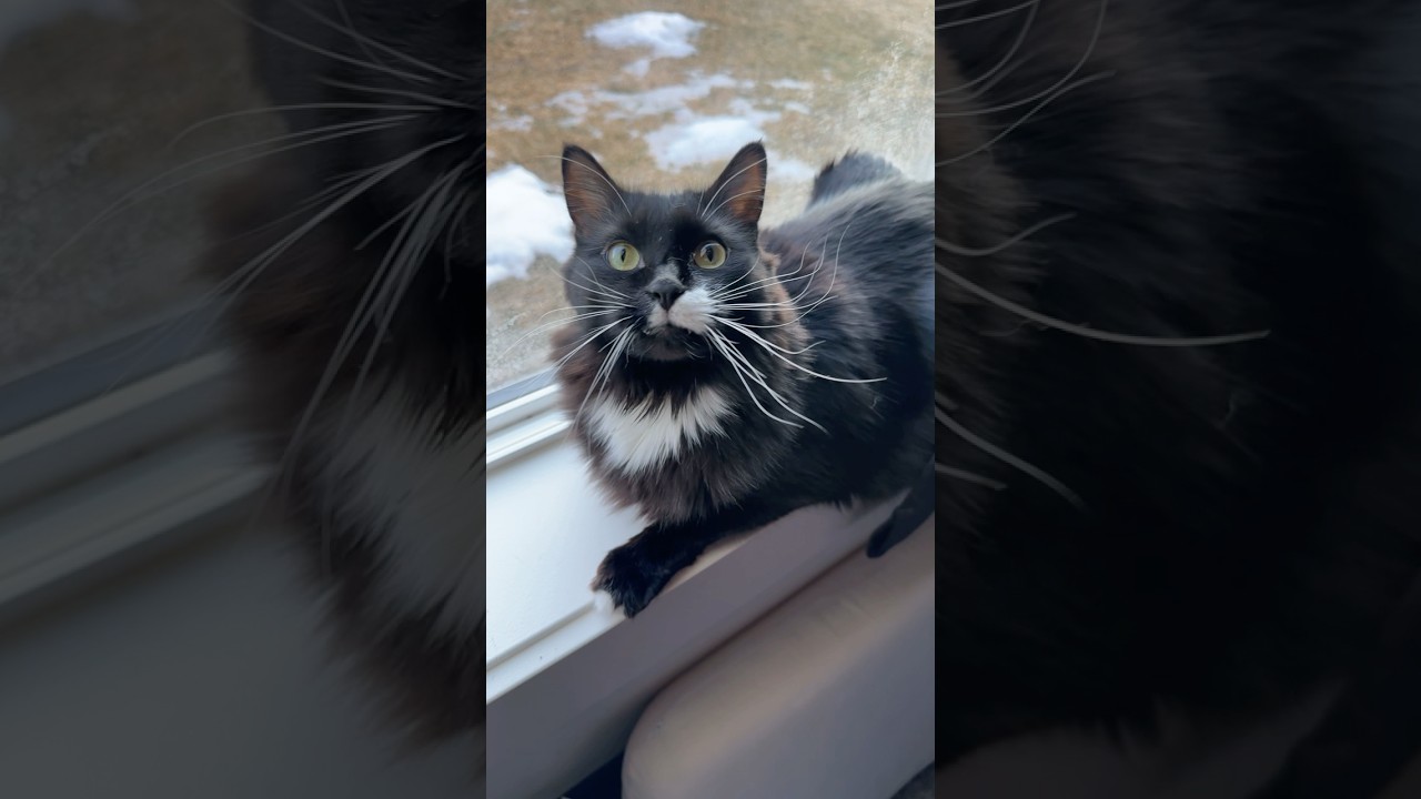 Милый котенок наслаждается моим вниманием.