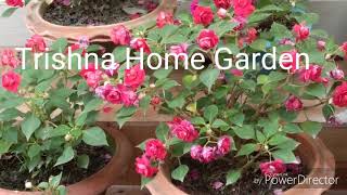Double impatiens amazing blooming🌺🌸💐!! .