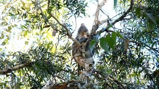 Male Koala Calling For A Mate