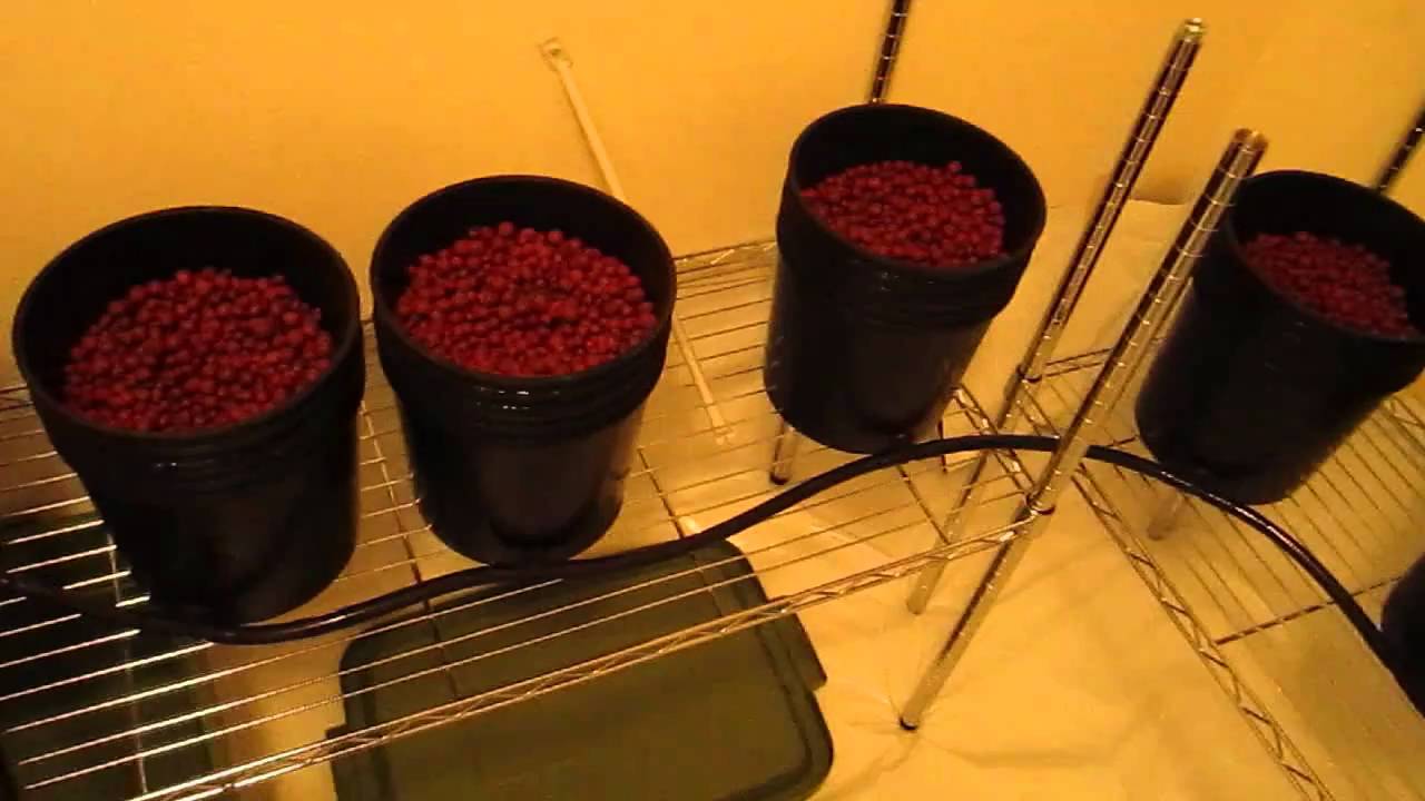 Veg Room Build w/Medicropper genetics